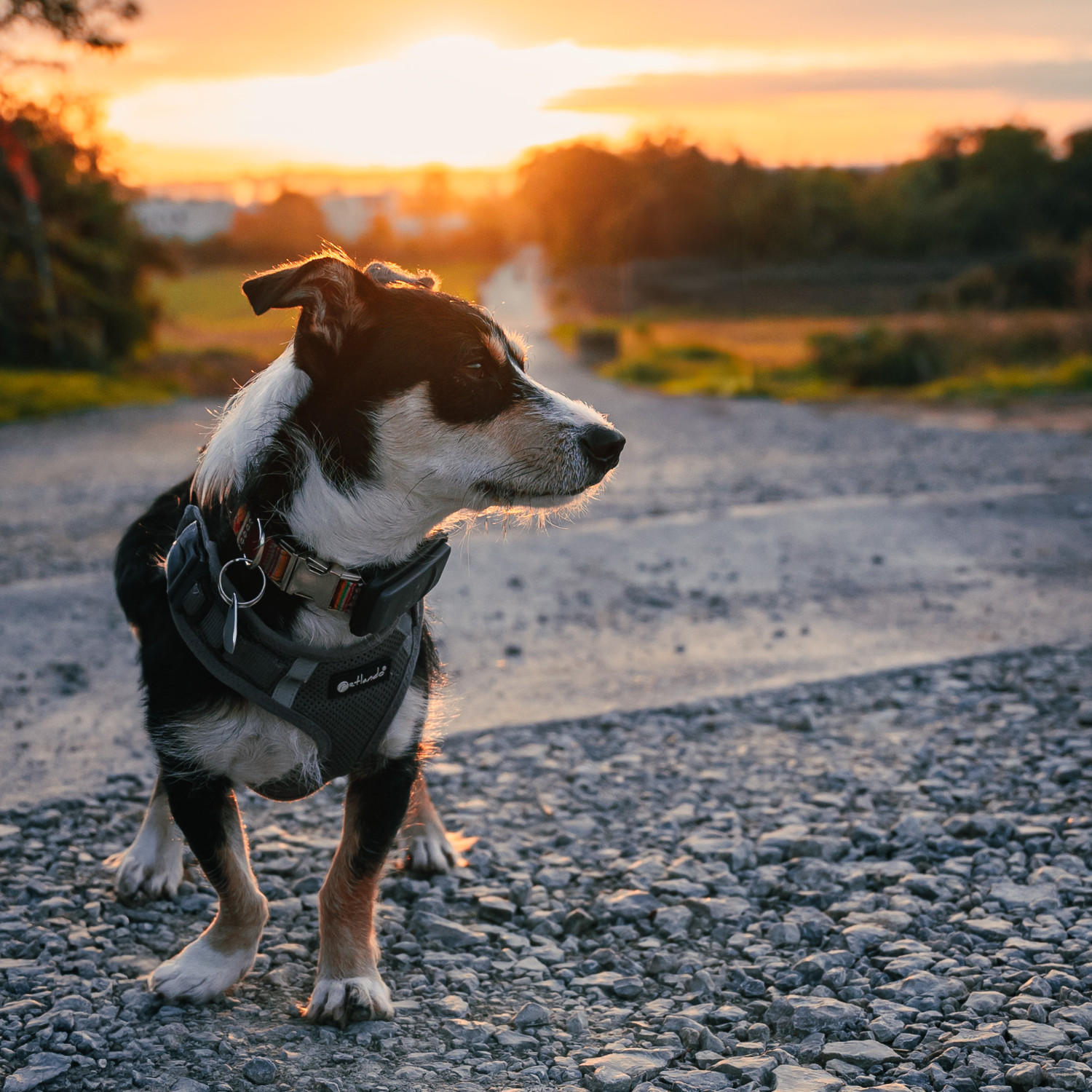 Teambilder-Hund-Chili